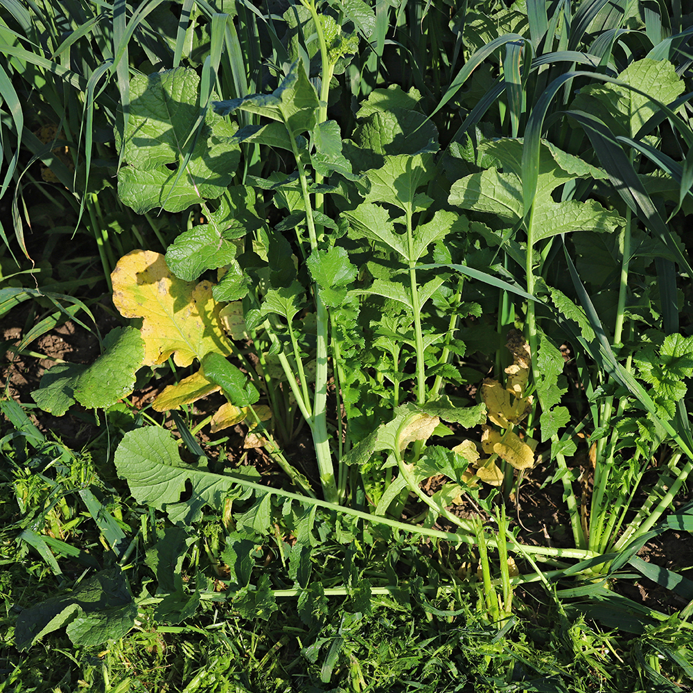 Green manure seeds