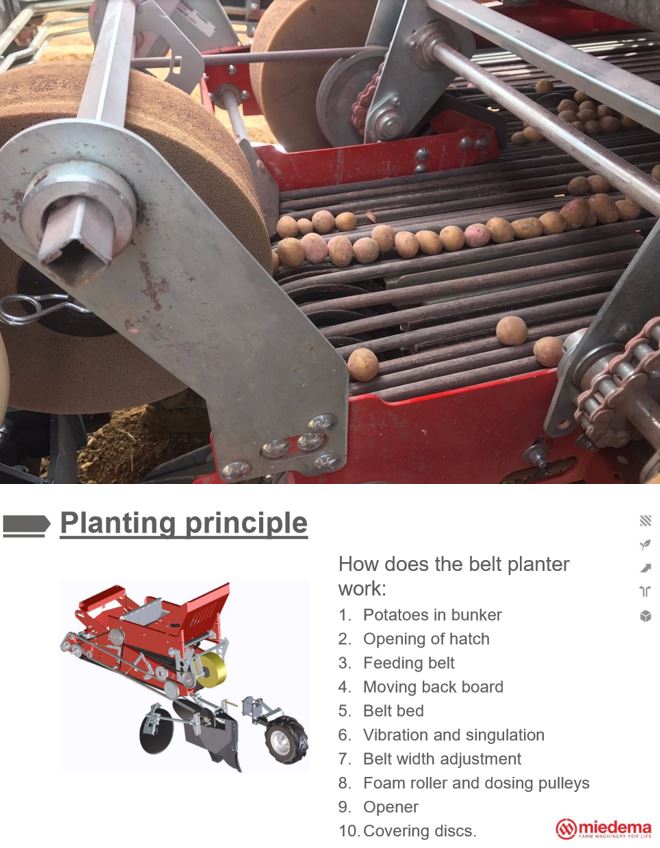 Planteuse de pommes de terre à courroie - Dewulf - Go&Grow Farm Solutions
